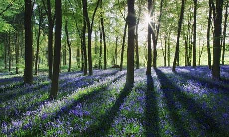 Springtime in the Forest of Dean. Bluebells Forest of Dean