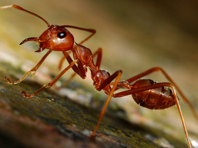 The Kyim red wood ants